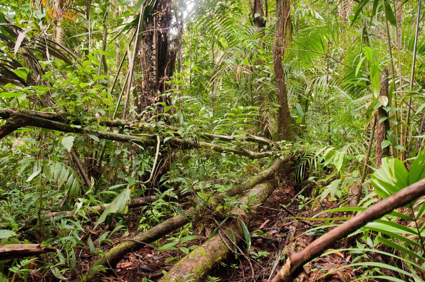 Natural habitat of Dendrobates auratus - By J. Van Der Meulen.