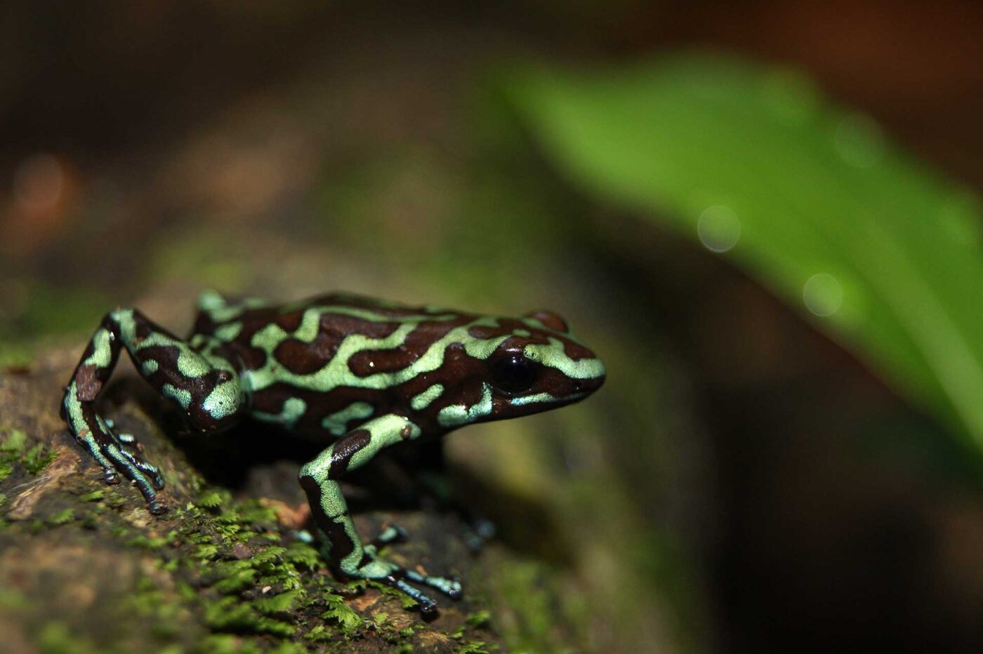 Dendrobates auratus from Taboga Island, Panama - by J.A. Hernandez