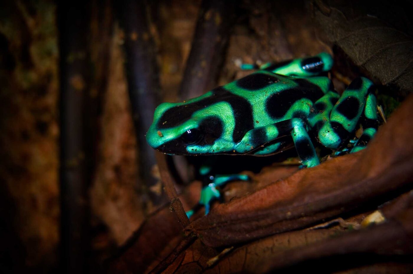 Black and Green Dart Frog (Dendrobates auratus) from Costa Rica.