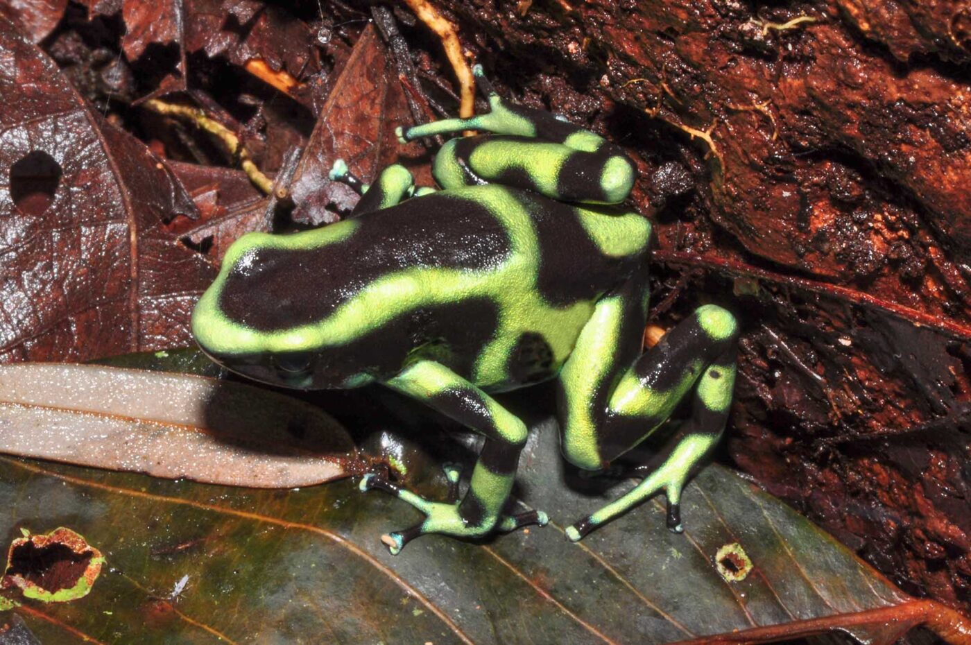 Dendrobates auratus 