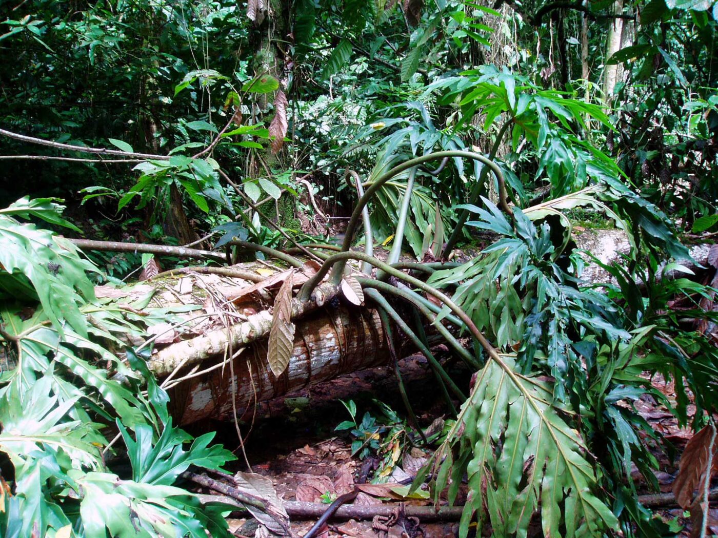 Example of a typical Green-and-black poison dart frog (Dendrobatus auratus) habitat.