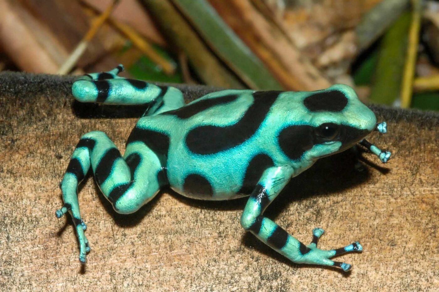 Dendrobates auratus 