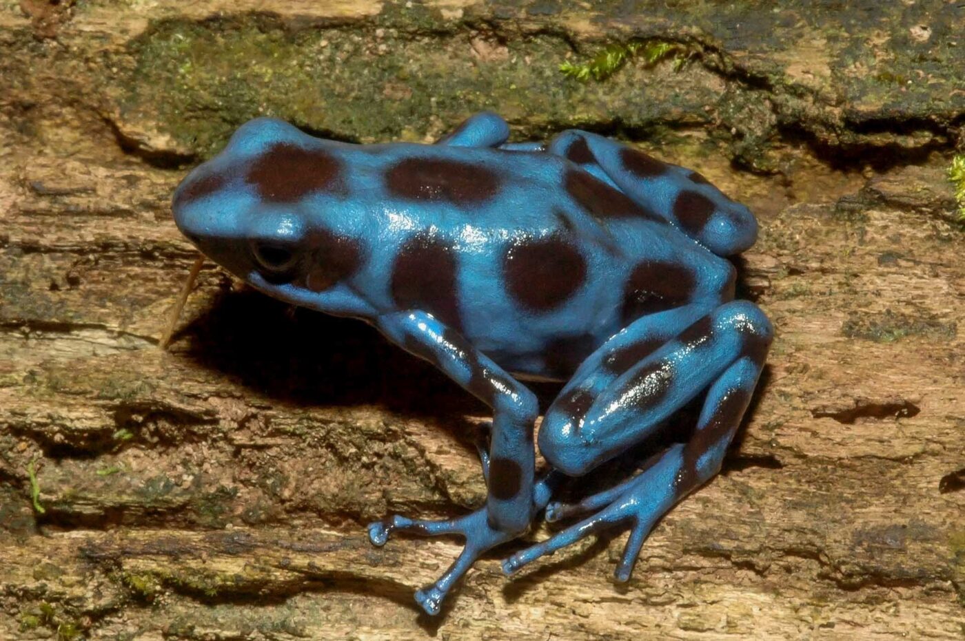 Dendrobates auratus “Calobre” is one of the few blue coloured auratus morphs and lives near the village Calobre in Panama - by J. Van Der Meulen.