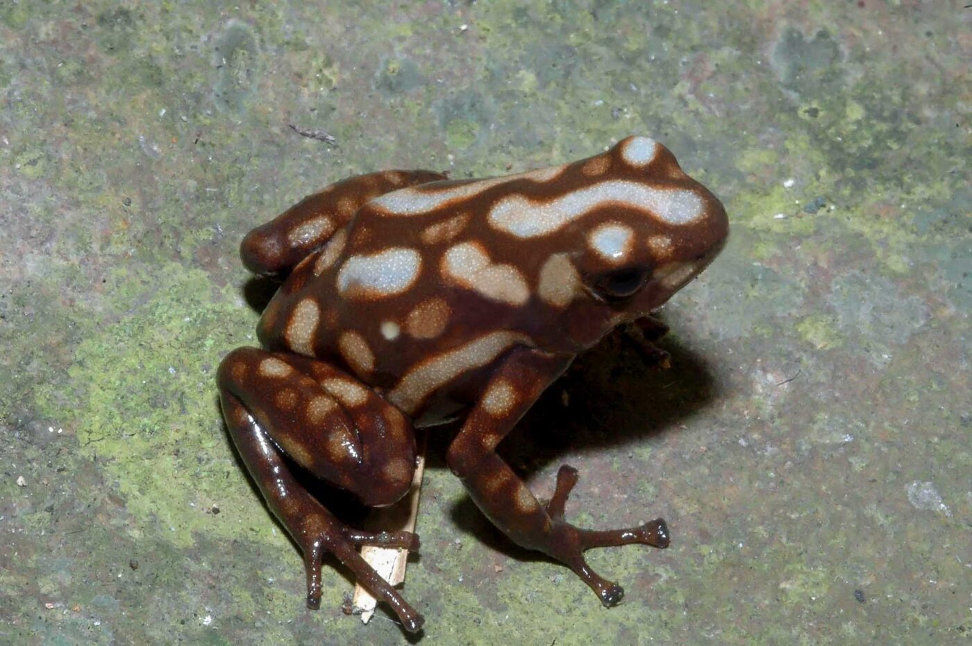 Dendrobates auratus 