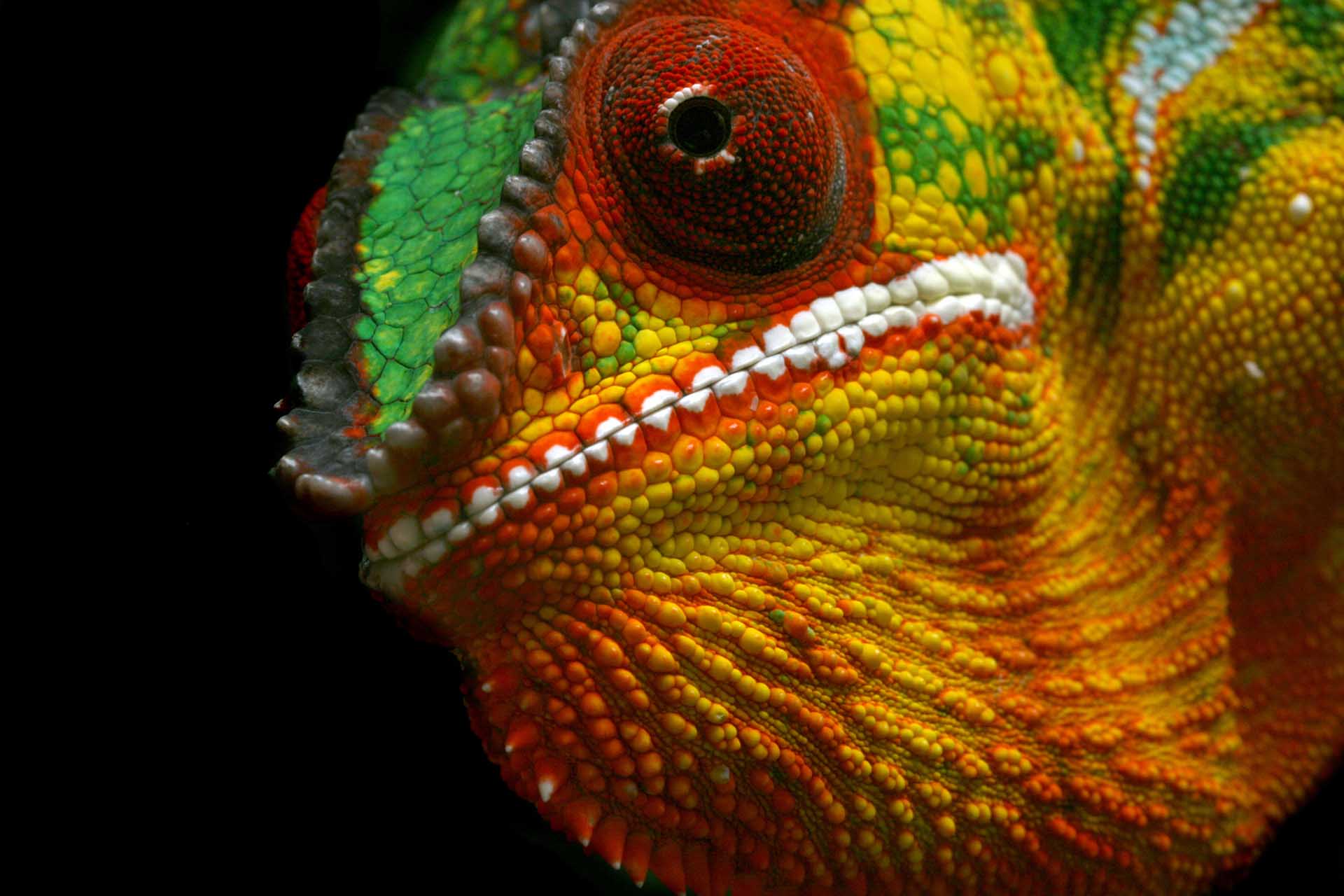 Furcifer pardalis close up - by R. Lepp.