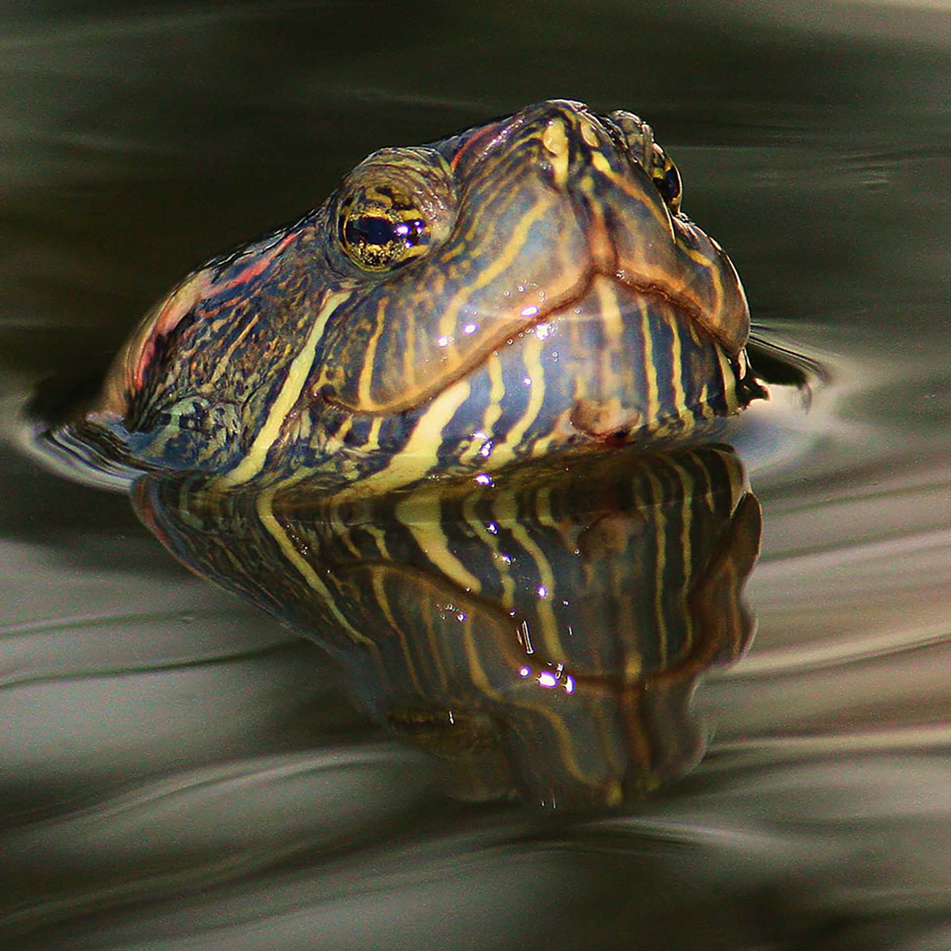 Chuckwalla (Sauromalus ater)