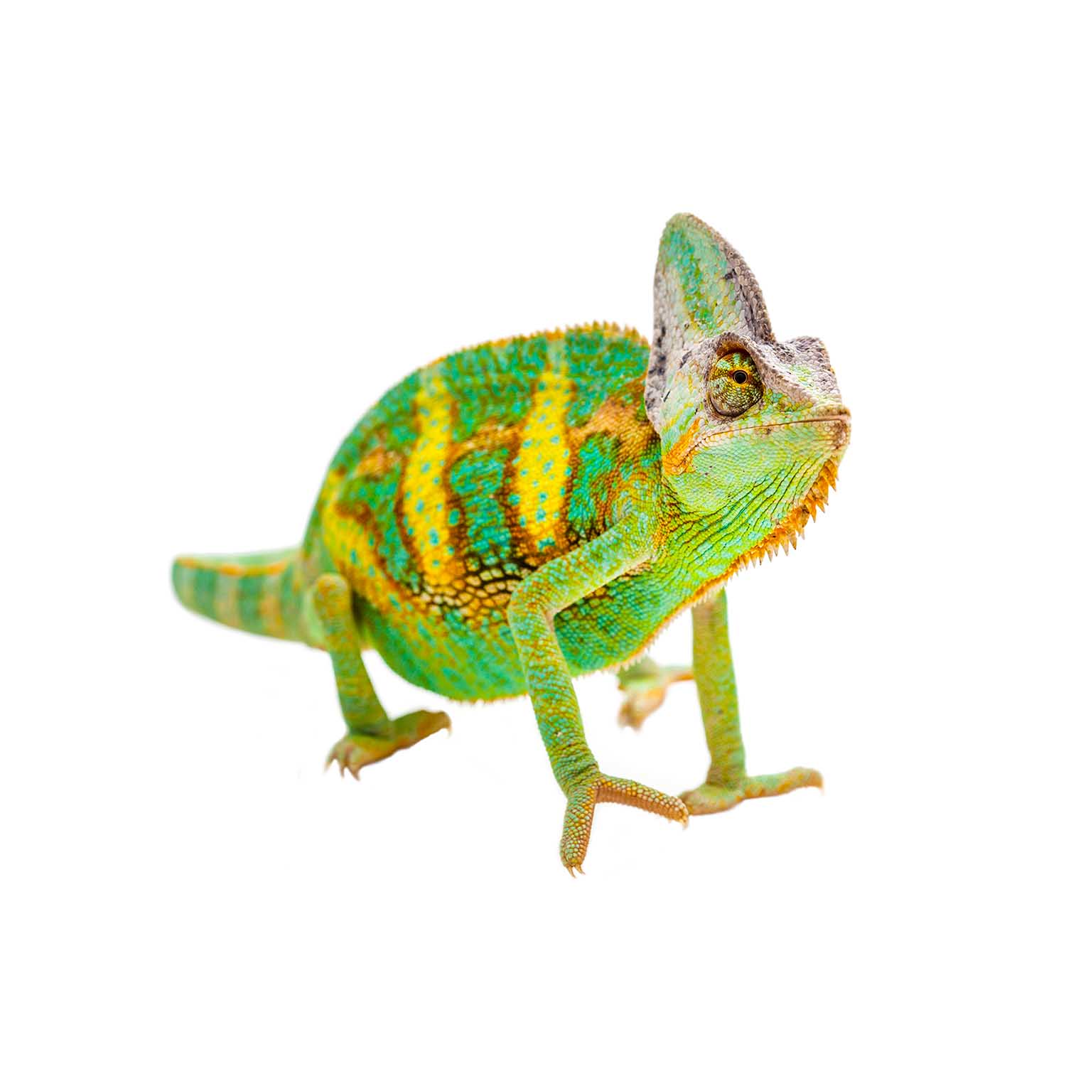 Chamaeleo calyptratus