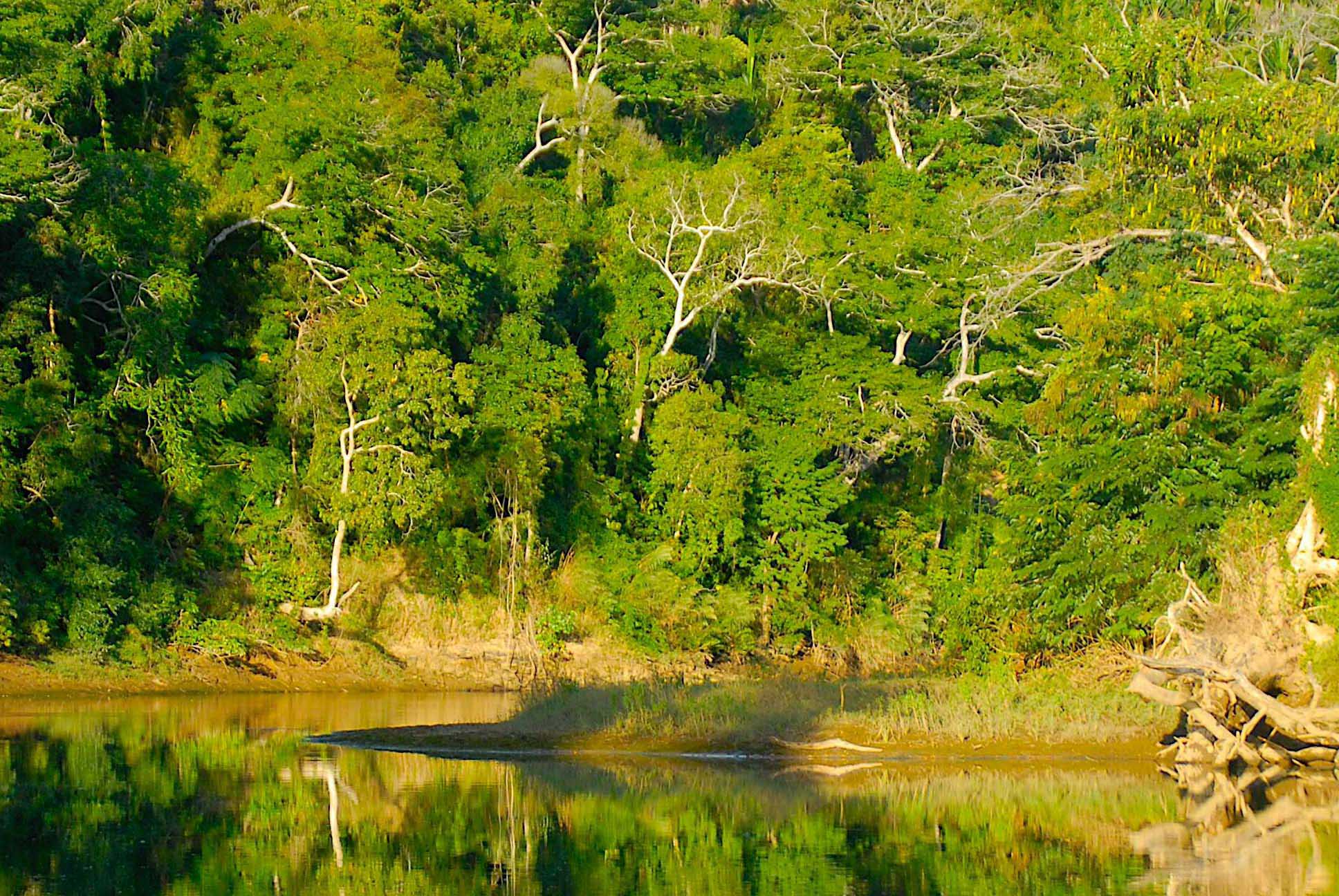 Sun-Exposed riverbanks are a typical biotope of Furcifer pardalis