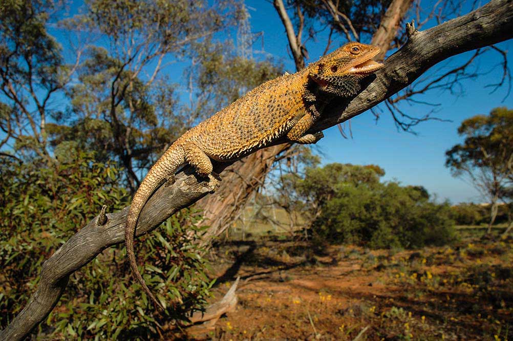 Pogona vitticeps is an open Sun Basker and frequents the Heliophotic Zone.