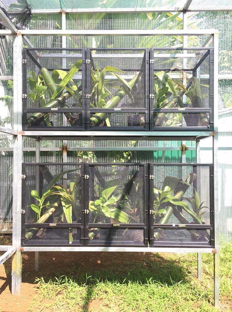 The Exo Terra Screen Terrariums rearing Phelsuma inexpectata