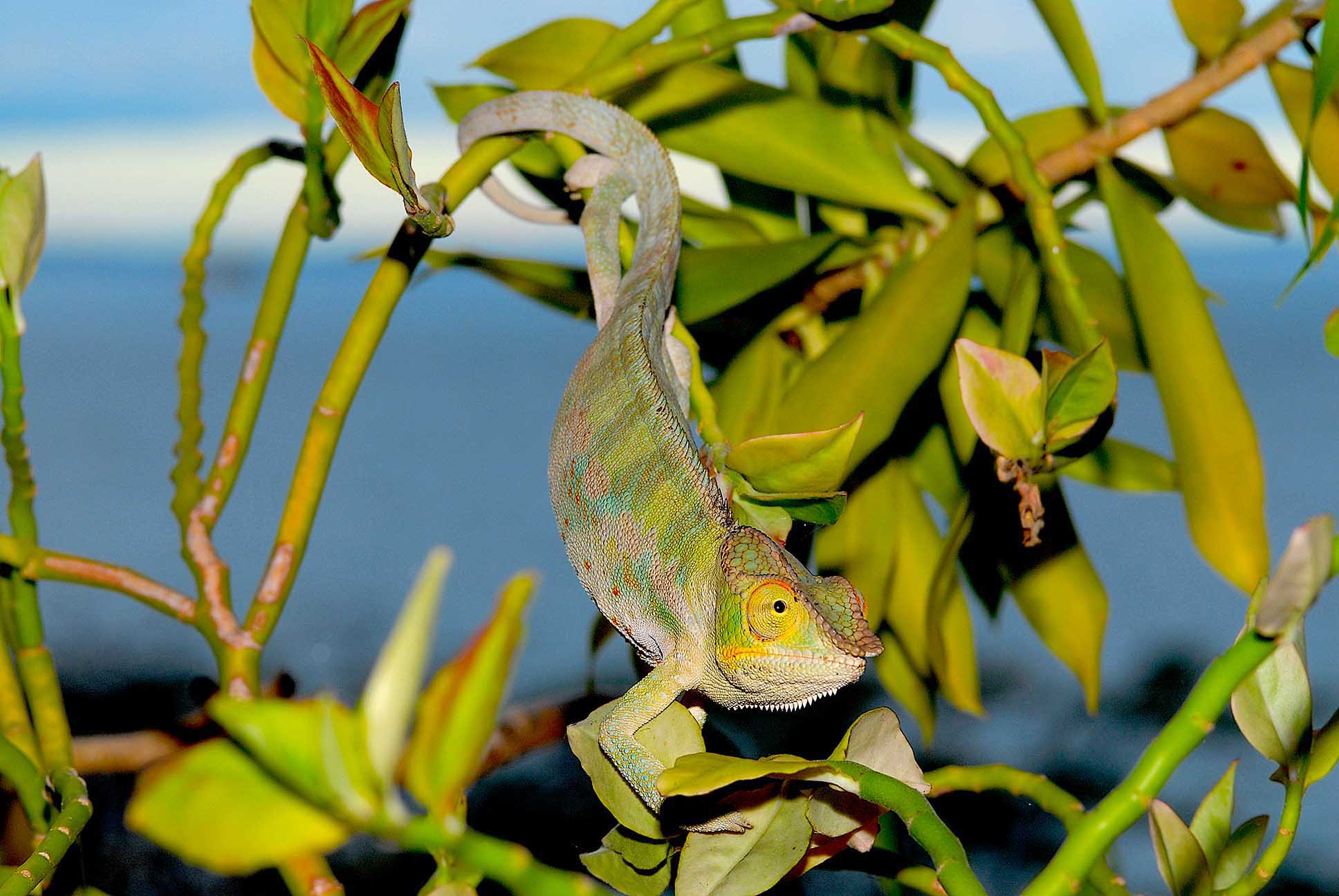 Furcifer pardalis from Ankify