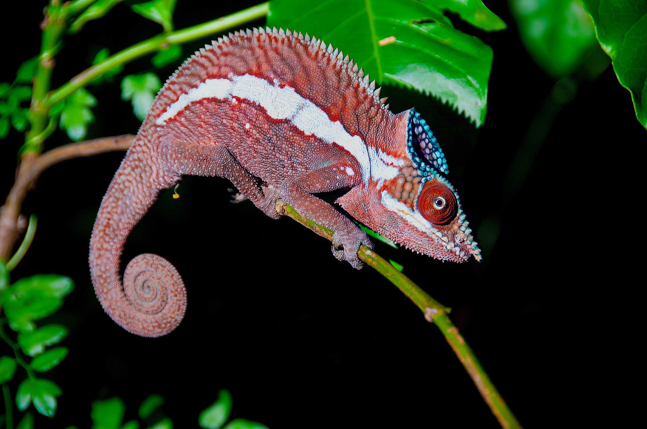 The "Pink Panther", Furcifer pardalis from Djangoa, Sambirano