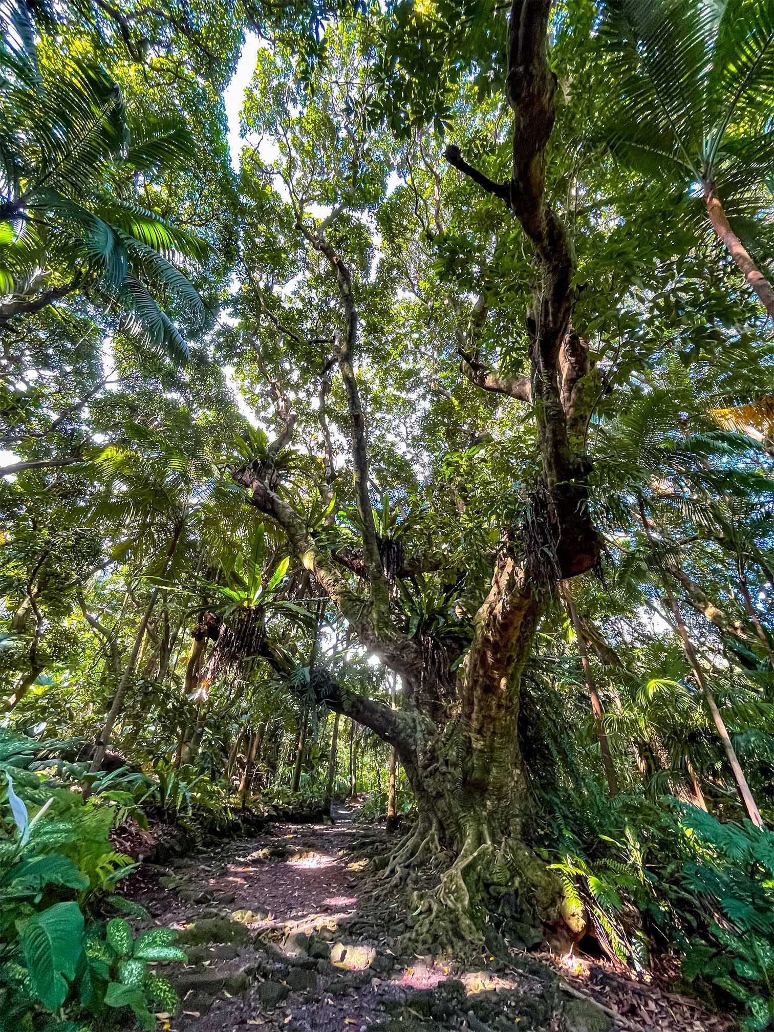 Typical habitat of Phelsuma borbonica borbonica in the lowland forests